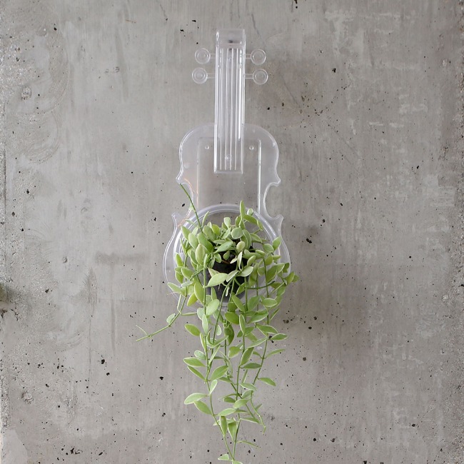 어스로 투명 바이올린 포트 오브제 디시디아 공기정화식물 인테리어 공중식물 에어플랜트